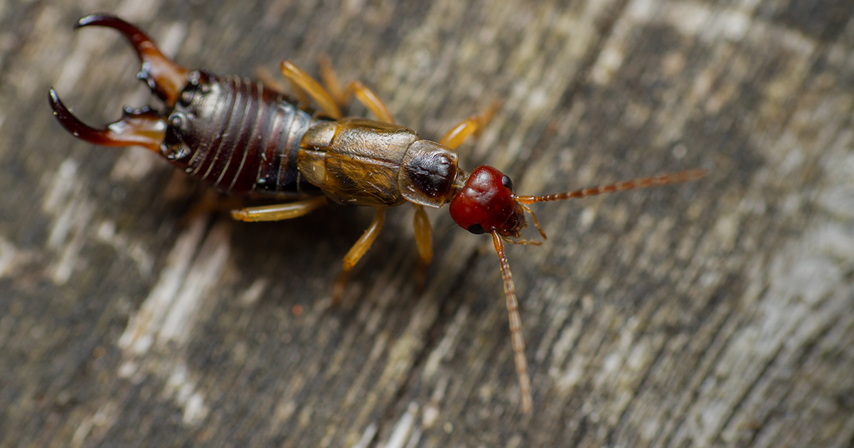 A Handy Solution for Dealing with Earwigs at Home - Avokaddo.com